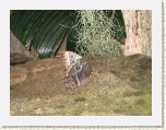 Butterfly 6 at Conservatory - Niagara * 2592 x 1944 * (1.86MB)